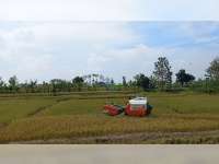 Petani di Desa Kunci, Dander, Bojonegoro Keluhkan Harga Gabah yang Terus Anjlok