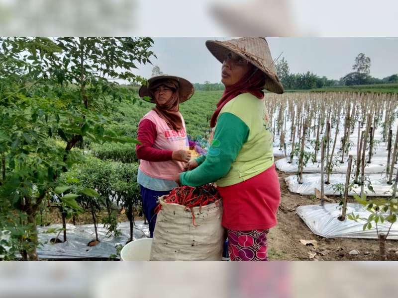 Petani di Trucuk, Bojonegoro, Keluhkan Harga Cabai Merah yang Anjlok