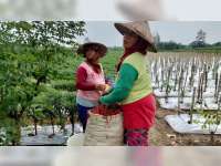 Petani di Trucuk, Bojonegoro, Keluhkan Harga Cabai Merah yang Anjlok