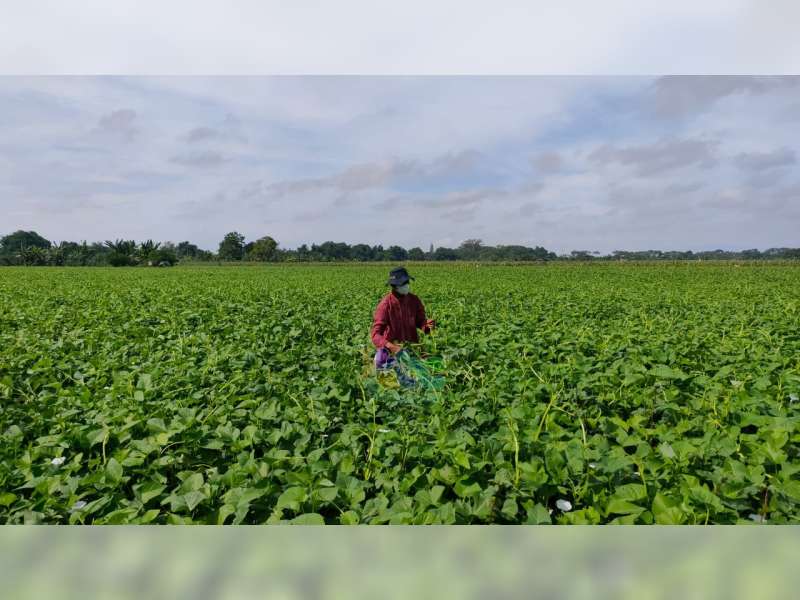 Petani di Desa Banjarsari, Trucuk, Bojonegoro, Beralih Tanam Kangkung untuk Dijual Bijinya