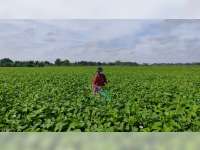 Petani di Desa Banjarsari, Trucuk, Bojonegoro, Beralih Tanam Kangkung untuk Dijual Bijinya