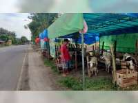 Jelang Hari Raya Iduladha, Lapak Penjualan Hewan Kurban di Bojonegoro Bermunculan