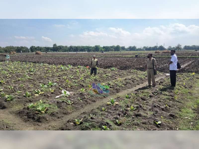 Diguyur Hujan, Ratusan Hektare Tanaman Tembakau Petani di Sugihwaras, Bojonegoro, Mati