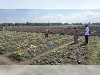 Diguyur Hujan, Ratusan Hektare Tanaman Tembakau Petani di Sugihwaras, Bojonegoro, Mati