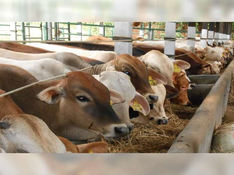 Kemenag Bojonegoro Sampaikan Aturan Penyembelihan Hewan Kurban di Masa PPKM Darurat