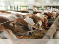 Kemenag Bojonegoro Sampaikan Aturan Penyembelihan Hewan Kurban di Masa PPKM Darurat