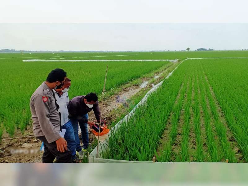 Petani di Kanor, Bojonegoro, Meninggal Dunia Akibat Tersengat Listrik Jebakan Tikus di Sawah