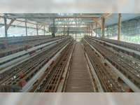 Pemkab Bojonegoro Kembangkan Kawasan Peternakan Ayam Ras Petelur di Baureno