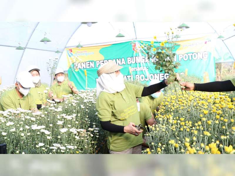 Bupati Bojonegoro Anna Mu'awanah Hadiri Panen Perdana Bunga Krisan di Kaki Gunung Pandan