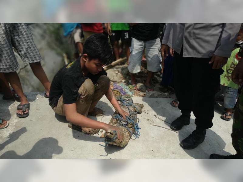 Penemuan Seekor Buaya Piaraan yang Terlepas di Parengan, Tuban, Bikin Heboh Warga