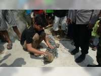 Penemuan Seekor Buaya Piaraan yang Terlepas di Parengan, Tuban, Bikin Heboh Warga