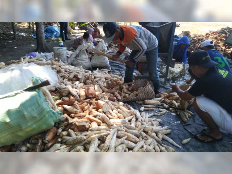 Selama Pandemi COVID-19, Pendapatan Pegusaha Gaplek di Blora Menurun Drastis