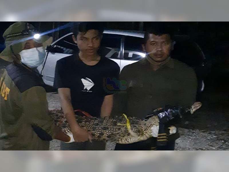 Buaya Piaraan Warga Parengan, Tuban, yang Sempat Terlepas Diserahkan ke BKSDA