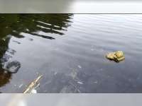 Sungai Bengawan Solo Tercemar, DLH Blora Ambil Sampel Air untuk Uji Laboratorium