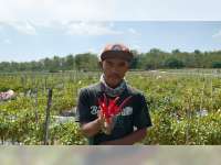 Harga Cabai Merah Anjlok hingga Rp 7.000 per Kilogram, Petani di Sugihwaras, Bojonegoro, Pasrah