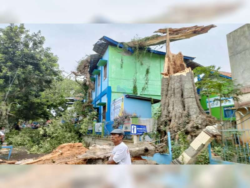 Pohon Pule Berusia Ratusan Tahun di Todanan, Blora, Tumbang, 3 Orang Luka-luka
