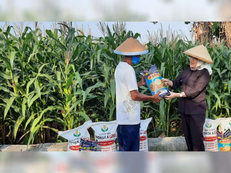 Pemkab Bojonegoro Gratiskan Benih dan Pupuk bagi Petani Pemilik Kartu Petani Mandiri
