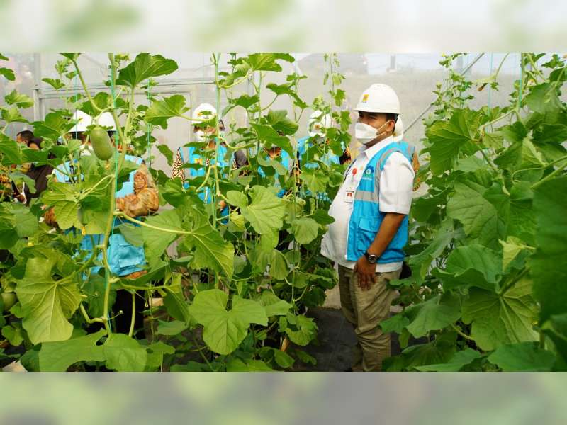 PLN Luncurkan Program 'Electrifying Agriculture' untuk Perkebunan Melon di Desa Klopoduwur, Blora