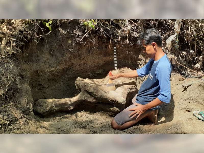 Antisipasi Terbawa Arus Sungai, Pegiat Budaya di Blora Selamatkan Fosil Banteng Purba