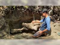 Antisipasi Terbawa Arus Sungai, Pegiat Budaya di Blora Selamatkan Fosil Banteng Purba