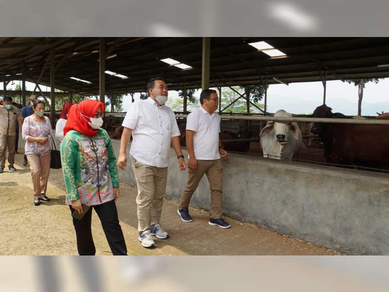 Maksimalkan Potensi Sapi, Pemkab Blora Impikan Jadi Sentra Sapi Nasional
