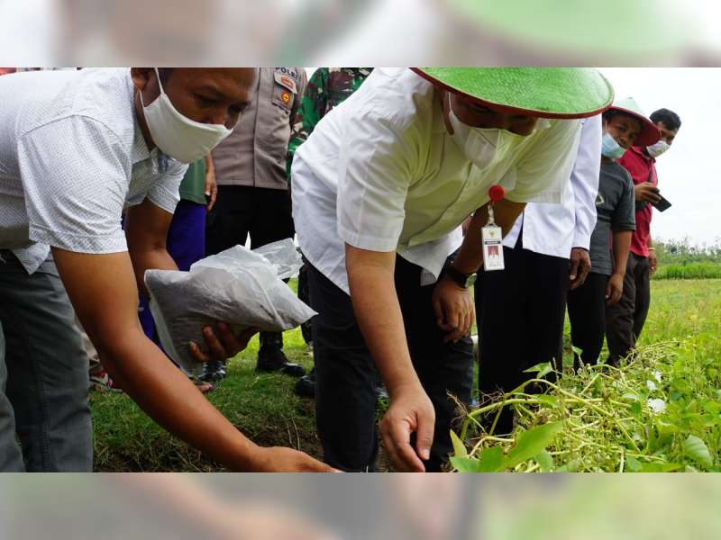 Bupati Blora Hadiri Panen Kangkung Biji Kualitas Ekspor di Desa Sumber Agung, Banjarejo