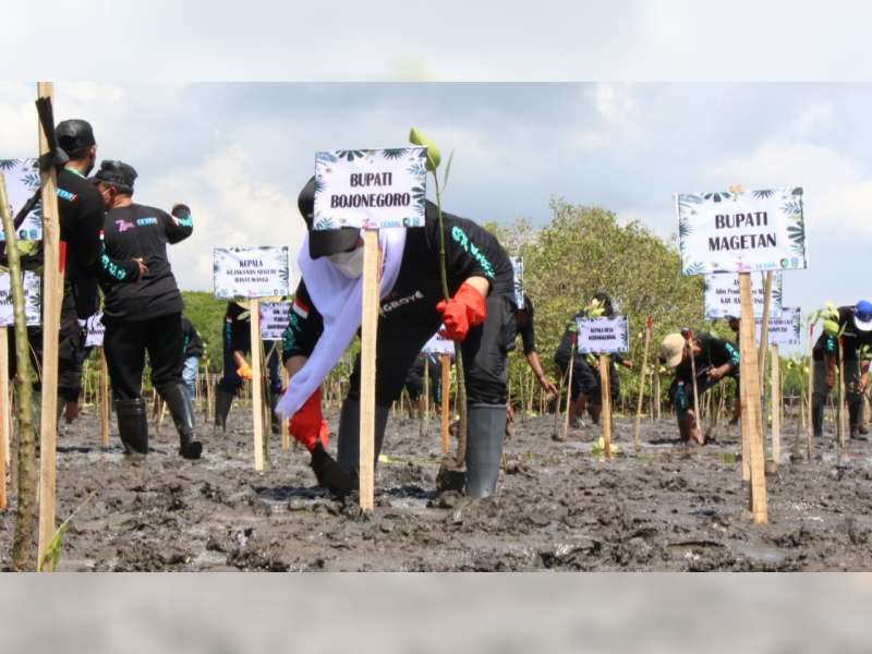 Lestarikan Ekosistem Hayati, Bupati Bojonegoro Ikut 'Nandur Mangrove' di Banyuwangi