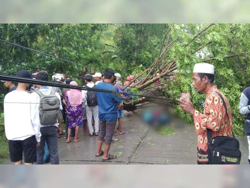 Tertimpa Pohon Tumbang, Seorang Pemotor di Bojonegoro Tewas dan Seorang Lainnya Luka Berat