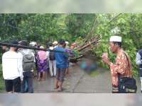 Tertimpa Pohon Tumbang, Seorang Pemotor di Bojonegoro Tewas dan Seorang Lainnya Luka Berat