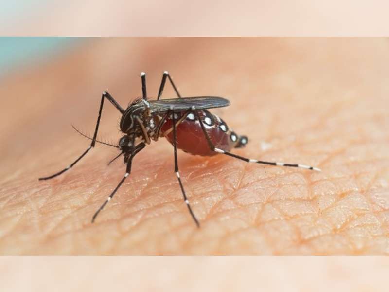 Hingga November, Kasus Demam Berdarah di Bojonegoro Capai 92 Penderita, 1 Orang Meninggal