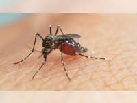 Hingga November, Kasus Demam Berdarah di Bojonegoro Capai 92 Penderita, 1 Orang Meninggal