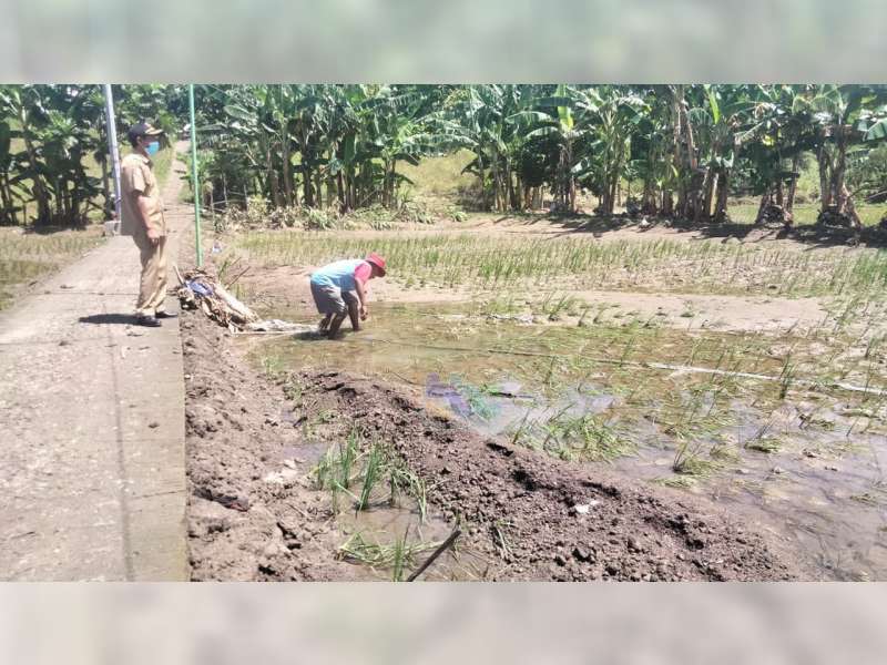 Tanaman Padi Petani di Dander, Bojonegoro, Rusak Diterjang Banjir