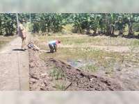 Tanaman Padi Petani di Dander, Bojonegoro, Rusak Diterjang Banjir