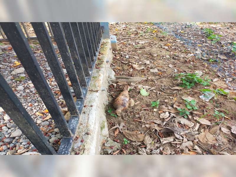 Hendak Buat Fondasi Rumah, Warga Todonan, Blora, Temukan Sebuah Mortir