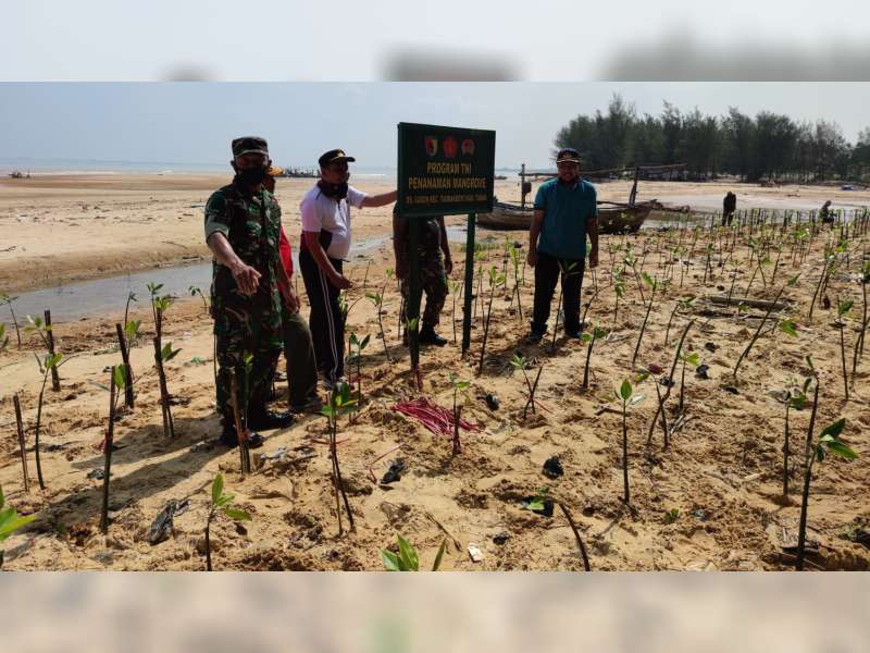 Koramil Tambakboyo, Tuban, Tanam 1.000 Pohon Mangrove di Kawasan Pantai Gadon