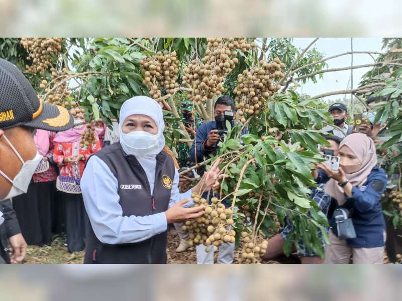 Datang ke Tuban, Gubernur Jatim Khofifah Indar Parawansa Ikut Panen Raya Padi dan Buah Kelengkeng