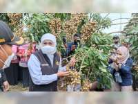 Datang ke Tuban, Gubernur Jatim Khofifah Indar Parawansa Ikut Panen Raya Padi dan Buah Kelengkeng