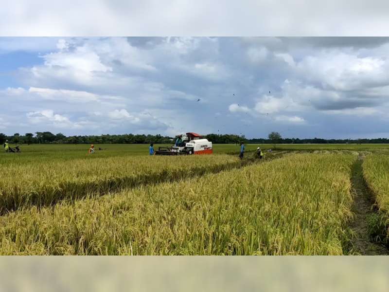 Memasuki Musim Panen, Harga Gabah Petani di Sumberrejo, Bojonegoro Turun Drastis