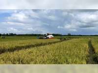 Memasuki Musim Panen, Harga Gabah Petani di Sumberrejo, Bojonegoro Turun Drastis