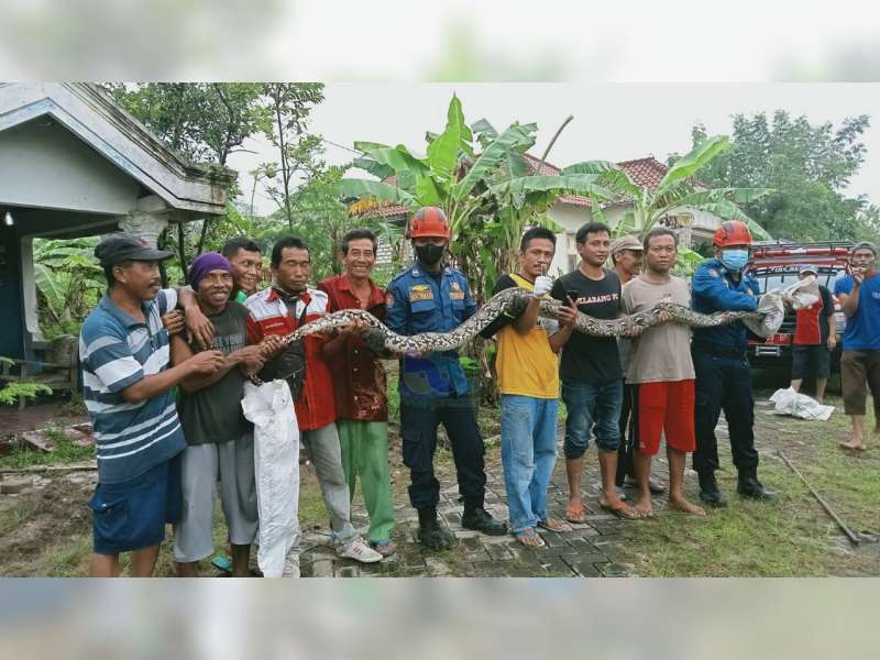 Ular Piton Sepanjang 4 Meter Ditangkap dari Pemukiman Warga Kapas, Bojonegoro