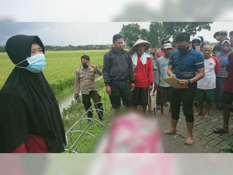 Warga Balen, Bojonegoro, Meninggal Dunia saat Panen Padi di Sawah