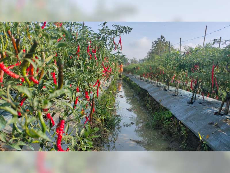 Harga Cabai Merah Keriting Melonjak Naik, Petani di Blora Raih Untung