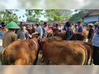 3 Ekor Sapi di Blora Mati Akibat Terserang Penyakit Mulut dan Kuku