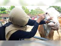 Hingga Saat ini Jumlah Sapi di Bojonegoro yang Terpapar PMK sebanyak 279 Ekor, Satu Ekor Mati