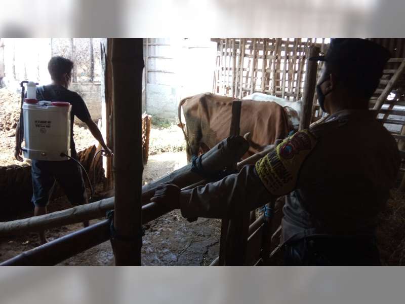 Jelang Hari Raya Kurban, Petugas Gabungan di Blora Semprot Kandang Peternak