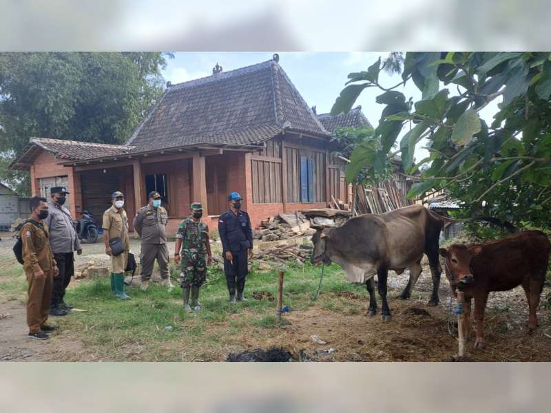 Tuntaskan Penyakit Mulut dan Kuku, Aparat di Bojonegoro Genjot Vaksinasi