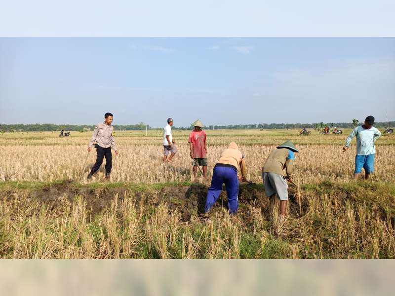 Lomba 'Gropyokan' Tikus di Blora, 16.534 Ekor Tikus Berhasil Ditangkap