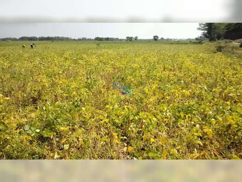 Harga Kedelai di Bojonegoro Anjlok saat Panen, Para Petani Terancam Rugi