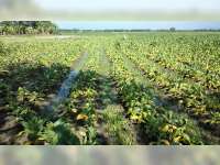 Dampak Cuaca Ekstrem, Puluhan Hektare Tanaman Tembakau Petani di Bojonegoro Mati