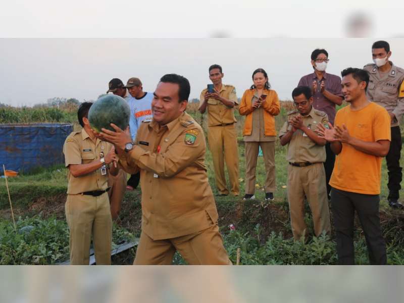 Menengok Wisata Petik Buah Semangka di Desa Bangsri, Kecamatan Jepon, Blora